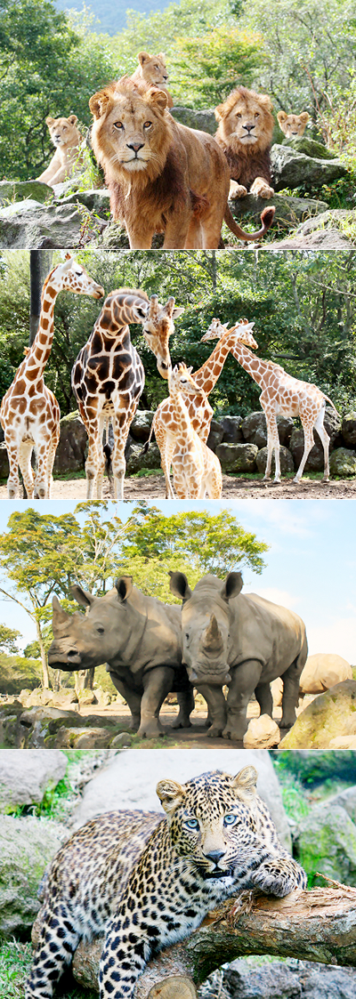 迫力満点！～サファリゾーン～ふれあってかわいい～ふれあいゾーン～