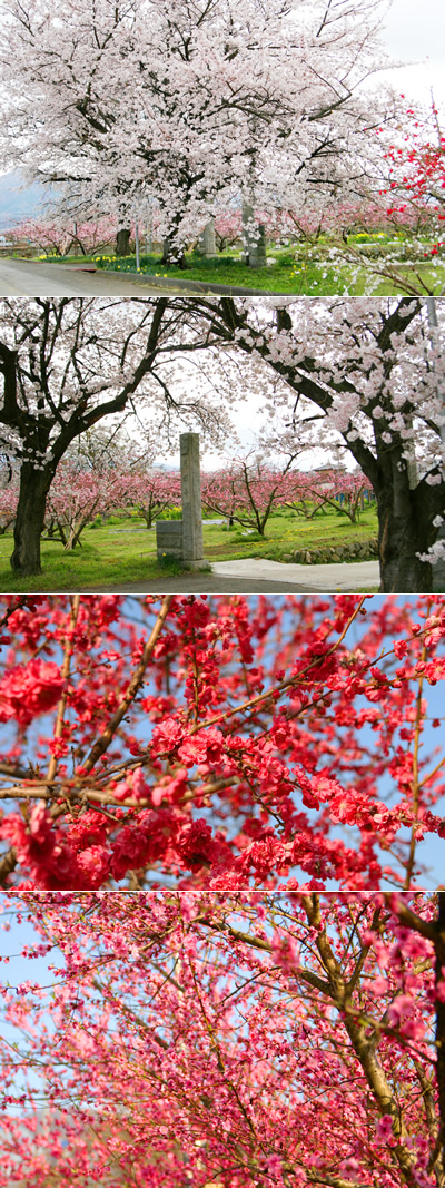 笛吹市桃の花まつり