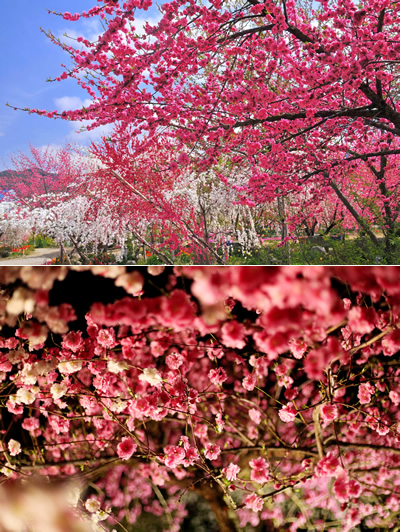 甲斐いちのみや　金桜園　ピーチランド桃の花まつり 