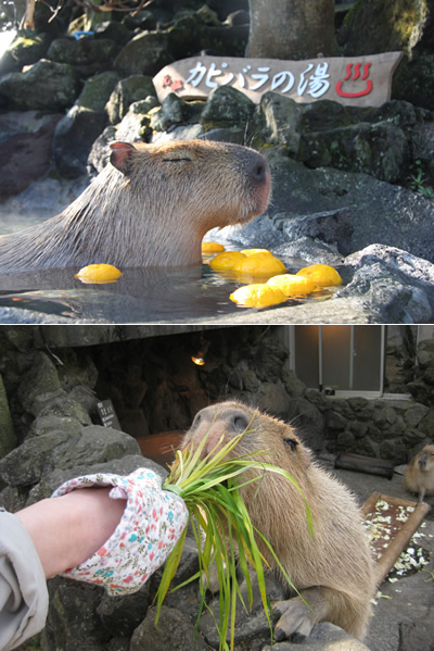 元祖！カピバラの露天風呂