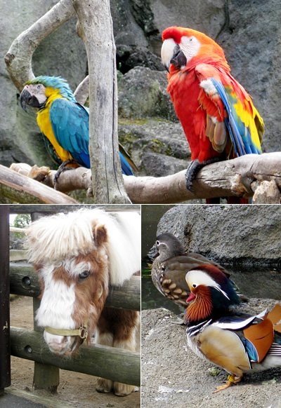 いいこといっぱい、トワイライト入園